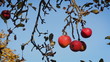 Red apples on the tree, autumn season.