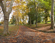 path covered with autumn leaves