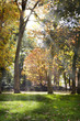 sunbeam trough the tree´s foliage