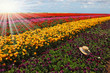 The multi-color flower field