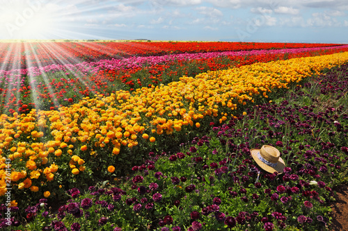 Photo: The multi-color flower field The multi-color flower field