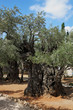 Thousand-year olive trees in Jerusalem. Thousand-year olive trees in Jerusalem.