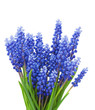 Springs flowers ( Muscari) background Springs flowers ( Muscari) background
