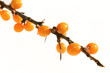 Branch of sea-buckthorn