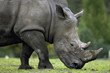 Big Rhinoceros