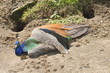 Pfau