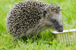 Igel mit großem Hunger