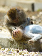 Singes - Relaxation Singes - Relaxation