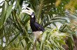 Photo: A wild hornbill A wild hornbill