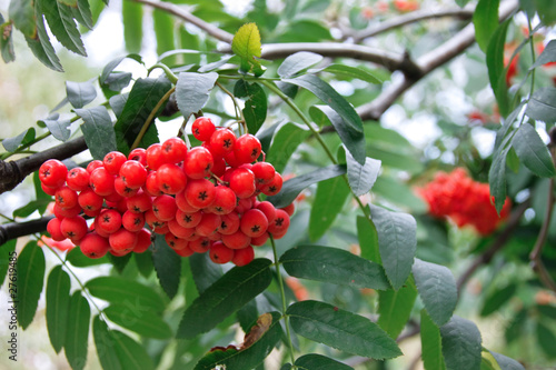 Photo: Red rowan berries Red rowan berries