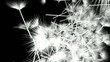 Dandelion019