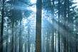 Sunlight through the Forest Sunlight through the Forest