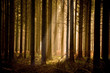 Warm Sunbeams Through A Forest Warm Sunbeams Through A Forest
