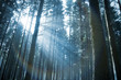 Sunbeams through the Forest Sunbeams through the Forest