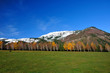 Birches with autumn leaves and snow-white mountain peaks Birches with autumn leaves and snow-white mountain peaks