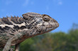 chamäleon Madagaskar
