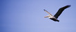 True Flight