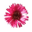 Pink aster