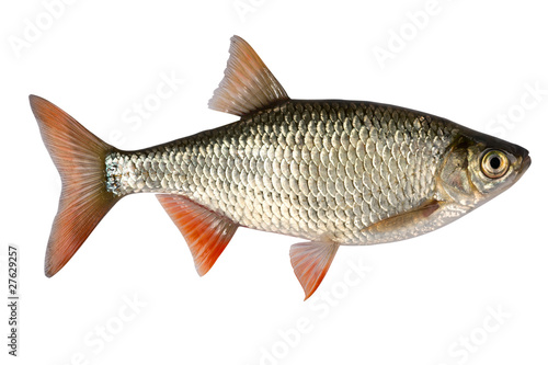 Photo: Common rudd Common rudd