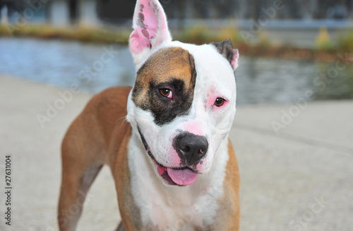 Photo: Cute dog Cute dog
