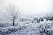 Winter landscape