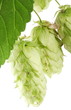 branch of hops on a white background branch of hops on a white background