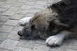 Tired Dog