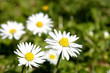 Daisies