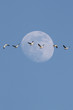 Snow Geese With Moon