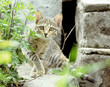 staring cat ready to attack staring cat ready to attack