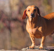 brown dog