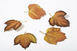 Hojas otoñales