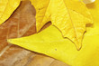 Hojas otoñales