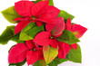 Poinsettia Euphorbia pulcherrima