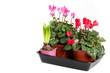 Pink and Red cyclamen on a white background.
