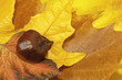 Hojas otoñales
