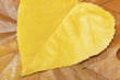 Hojas otoñales