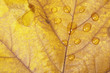 Hojas otoñales