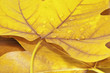 Hojas otoñales