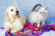 Photo : chiot et chaton ensemble - amitié chiot et chaton ensemble - amitié