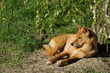 Dingos couchés dans l'herbe