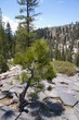 Pine tree growing on top of basalt of Devils Postpile, CA