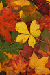 autumn leaves pattern