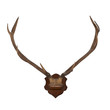 Horns of an animal
