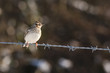 Lullula arborea - Alouette lulu - Woodlark