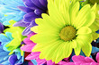 Kolorowe stokrotki – kalejdoskop sił natury
