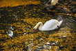 One swan floats in pond with yellow leaves and search for a feed One swan floats in pond with yellow leaves and search for a feed