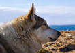 Eskimo dog basking in the sun