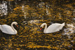 Pair of swans in a lake with yellow leaves search for a feed Pair of swans in a lake with yellow leaves search for a feed