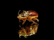 rhinoceros beetle